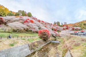 川見四季桜の里、紅葉、11月秋、愛知県豊田市小原町の観光・撮影