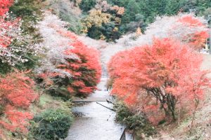 川見四季桜の里、紅葉、11月秋、愛知県豊田市小原町の観光・撮影
