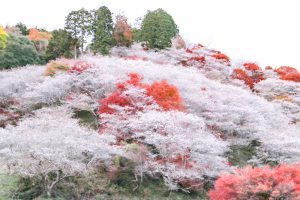 川見四季桜の里、紅葉、11月秋、愛知県豊田市小原町の観光・撮影