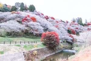 川見四季桜の里、紅葉、11月秋、愛知県豊田市小原町の観光・撮影