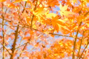 川見四季桜の里、紅葉、11月秋、愛知県豊田市の観光・撮影スポットの画像と写真