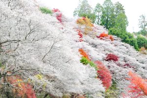 川見四季桜の里、紅葉、11月秋、愛知県豊田市小原町の観光・撮影