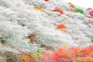 川見四季桜の里、紅葉、11月秋、愛知県豊田市小原町の観光・撮影