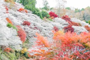 川見四季桜の里、紅葉、11月秋、愛知県豊田市小原町の観光・撮影