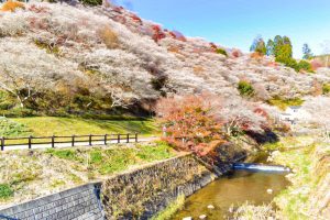 川見四季桜の里、紅葉、11月秋、愛知県豊田市の観光・撮影スポットの画像と写真