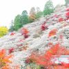 川見四季桜の里、紅葉、11月秋、愛知県豊田市小原町の観光・撮影
