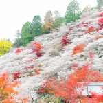 川見四季桜の里、紅葉、11月秋、愛知県豊田市小原町の観光・撮影