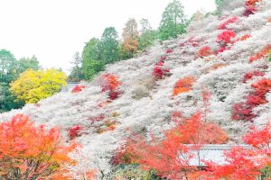 川見四季桜の里、紅葉、11月秋、愛知県豊田市小原町の観光・撮影