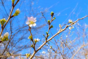 川見四季桜の里、紅葉、11月秋、愛知県豊田市の観光・撮影スポットの画像と写真