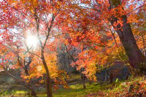 川見四季桜の里、紅葉、11月秋、愛知県豊田市の観光・撮影スポットの画像と写真