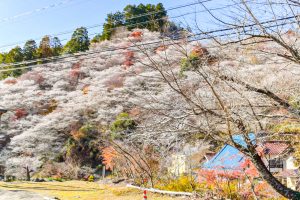 川見四季桜の里、紅葉、11月秋、愛知県豊田市の観光・撮影スポットの画像と写真