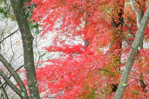 川見四季桜の里、紅葉、11月秋、愛知県豊田市小原町の観光・撮影