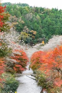 川見四季桜の里、紅葉、11月秋、愛知県豊田市小原町の観光・撮影