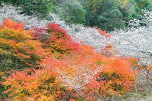 川見四季桜の里、紅葉、11月秋、愛知県豊田市小原町の観光・撮影