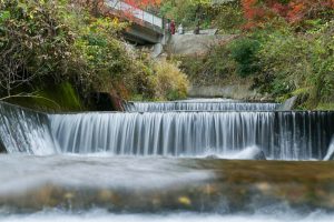 川見四季桜の里、紅葉、11月秋、愛知県豊田市小原町の観光・撮影