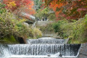 川見四季桜の里、紅葉、11月秋、愛知県豊田市小原町の観光・撮影