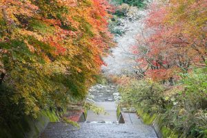 川見四季桜の里、紅葉、11月秋、愛知県豊田市小原町の観光・撮影