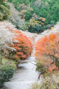 川見四季桜の里、紅葉、11月秋、愛知県豊田市小原町の観光・撮影