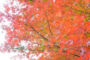 川見四季桜の里、紅葉、11月秋、愛知県豊田市小原町の観光・撮影