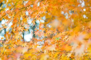 川見四季桜の里、紅葉、11月秋、愛知県豊田市小原町の観光・撮影