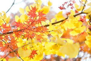 川見四季桜の里、紅葉、11月秋、愛知県豊田市小原町の観光・撮影