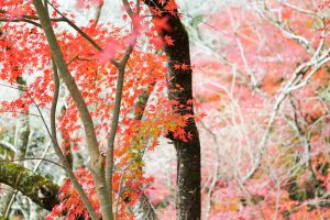 川見四季桜の里、紅葉、11月秋、愛知県豊田市小原町の観光・撮影