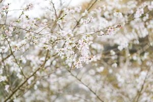川見四季桜の里、紅葉、11月秋、愛知県豊田市小原町の観光・撮影
