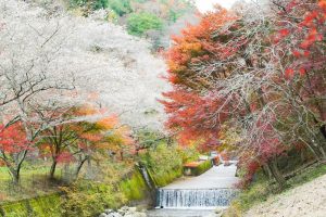 川見四季桜の里、紅葉、11月秋、愛知県豊田市小原町の観光・撮影