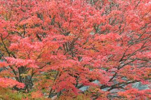 川見四季桜の里、紅葉、11月秋、愛知県豊田市小原町の観光・撮影