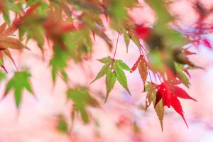 川内渓谷、紅葉、11月秋、三重県津市の観光・撮影スポットの画像と写真