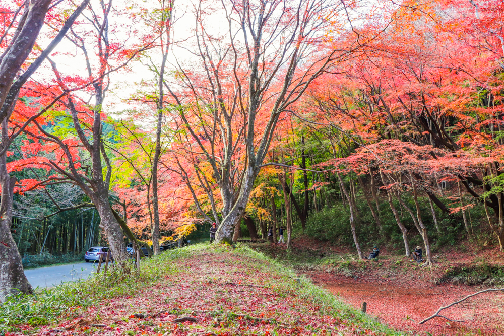 川内渓谷、紅葉、11月秋、三重県津市の観光・撮影スポットの画像と写真