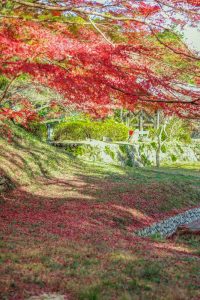 川内渓谷、紅葉、11月秋、三重県津市の観光・撮影スポットの画像と写真