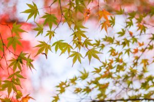 川内渓谷、紅葉、11月秋、三重県津市の観光・撮影スポットの画像と写真