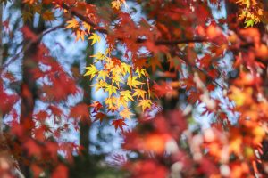 川内渓谷、紅葉、11月秋、三重県津市の観光・撮影スポットの画像と写真