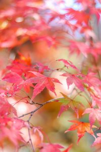川内渓谷、紅葉、11月秋、三重県津市の観光・撮影スポットの画像と写真