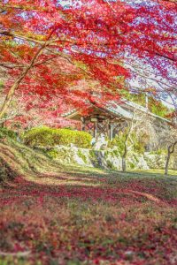 川内渓谷、紅葉、11月秋、三重県津市の観光・撮影スポットの画像と写真