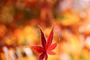蔵の町、紅葉、赤レンガ倉庫、酒の文化館、半田運河、半田市の観光・撮影スポットの画像と写真