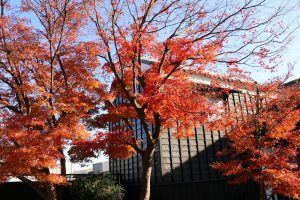 蔵の町、紅葉、赤レンガ倉庫、酒の文化館、半田運河、半田市の観光・撮影スポットの画像と写真
