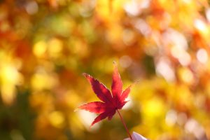 蔵の町、紅葉、赤レンガ倉庫、酒の文化館、半田運河、半田市の観光・撮影スポットの画像と写真