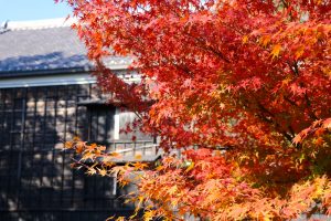 蔵の町、紅葉、赤レンガ倉庫、酒の文化館、半田運河、半田市の観光・撮影スポットの画像と写真