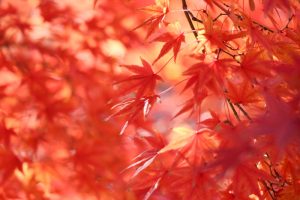 蔵の町、紅葉、赤レンガ倉庫、酒の文化館、半田運河、半田市の観光・撮影スポットの画像と写真
