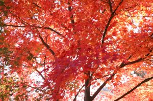 蔵の町、紅葉、赤レンガ倉庫、酒の文化館、半田運河、半田市の観光・撮影スポットの画像と写真蔵の町、紅葉、赤レンガ倉庫、酒の文化館、半田運河、半田市の観光・撮影スポットの画像と写真