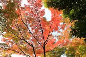 寂光院、紅葉、11月秋、愛知県犬山市の観光・撮影スポットの画像と写真