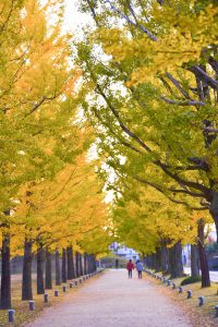 学びの森、銀杏並木、黄葉、紅葉、11月秋、岐阜県各務原市の観光・撮影スポットの画像と写真