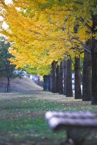 学びの森、銀杏並木、黄葉、紅葉、11月秋、岐阜県各務原市の観光・撮影スポットの画像と写真