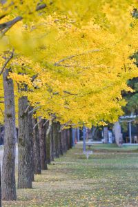 学びの森、銀杏並木、黄葉、紅葉、11月秋、岐阜県各務原市の観光・撮影スポットの画像と写真