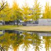 学びの森、銀杏並木、黄葉、紅葉、11月秋、岐阜県各務原市の観光・撮影スポットの画像と写真