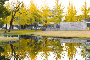 学びの森、銀杏並木、黄葉、紅葉、11月秋、岐阜県各務原市の観光・撮影スポットの画像と写真