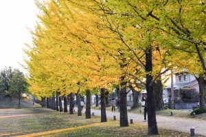 学びの森、銀杏並木、黄葉、紅葉、11月秋、岐阜県各務原市の観光・撮影スポットの画像と写真