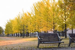 学びの森、銀杏並木、黄葉、紅葉、11月秋、岐阜県各務原市の観光・撮影スポットの画像と写真